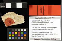 Foto (Objekt + Etiketten) von Coelopus hoheneggeri (Moericke, 1889) 